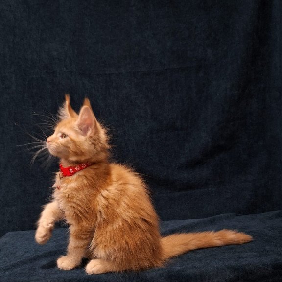 Maine Coon EZ Amelia