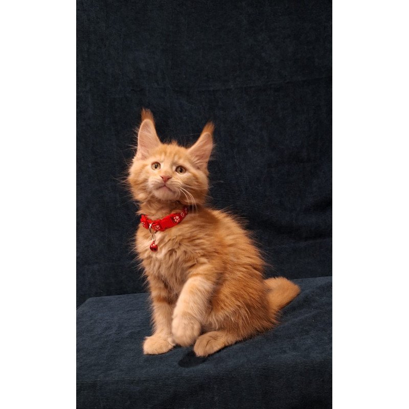 Maine Coon EZ Amelia