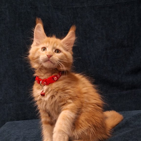 Maine Coon EZ Amelia