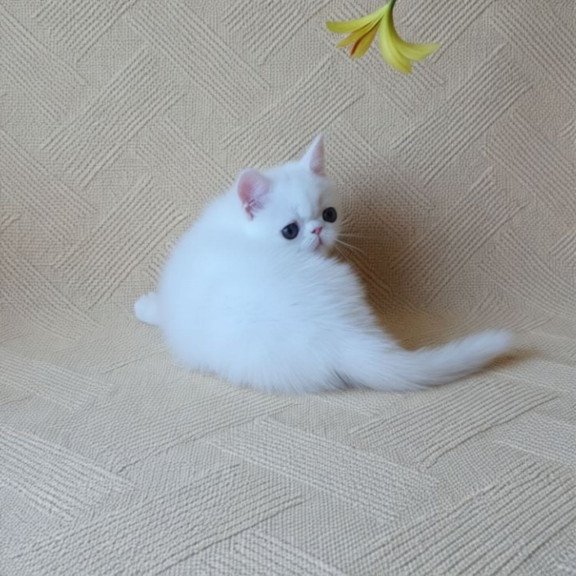 Exotic A Bianca