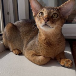 Abyssinian EM Oskar