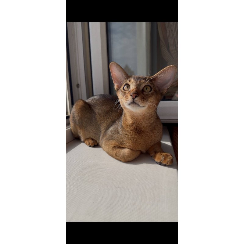 Abyssinian EM Oskar