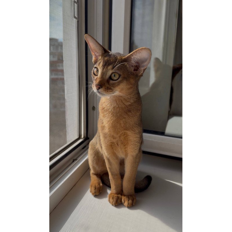 Abyssinian EM Oskar