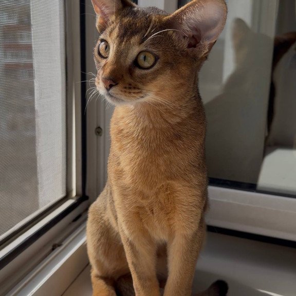 Abyssinian EM Oskar