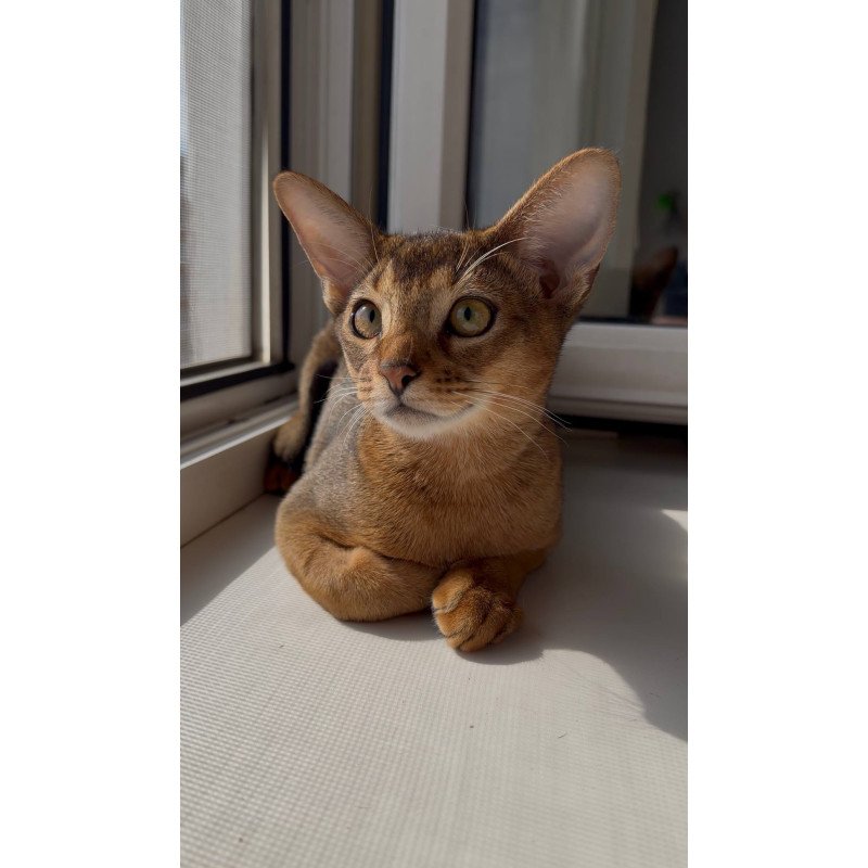 Abyssinian EM Oskar