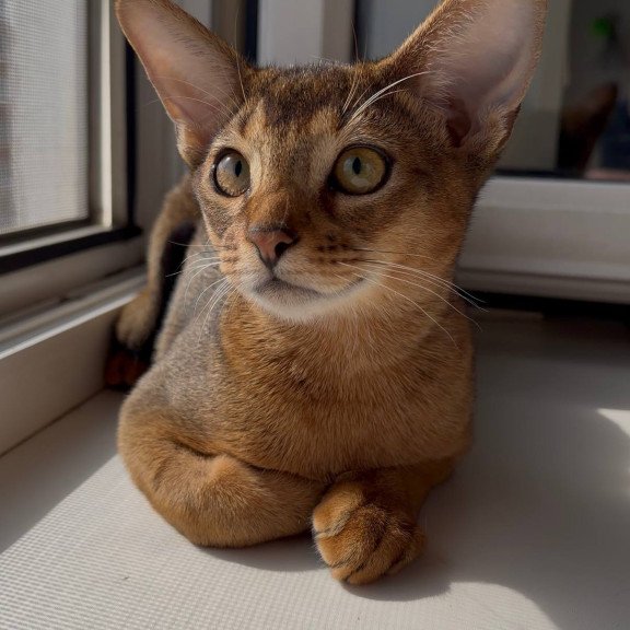 Abyssinian EM Oskar