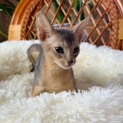 Abyssinian A Valentin