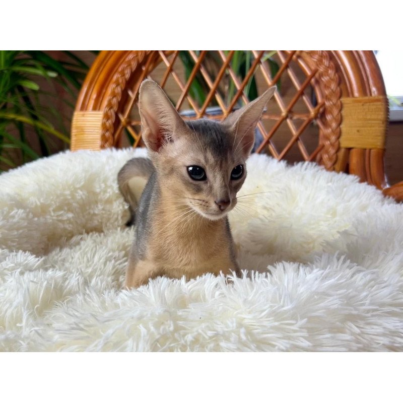 Abyssinian A Valentin