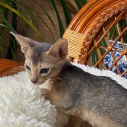 Abyssinian A Valentin