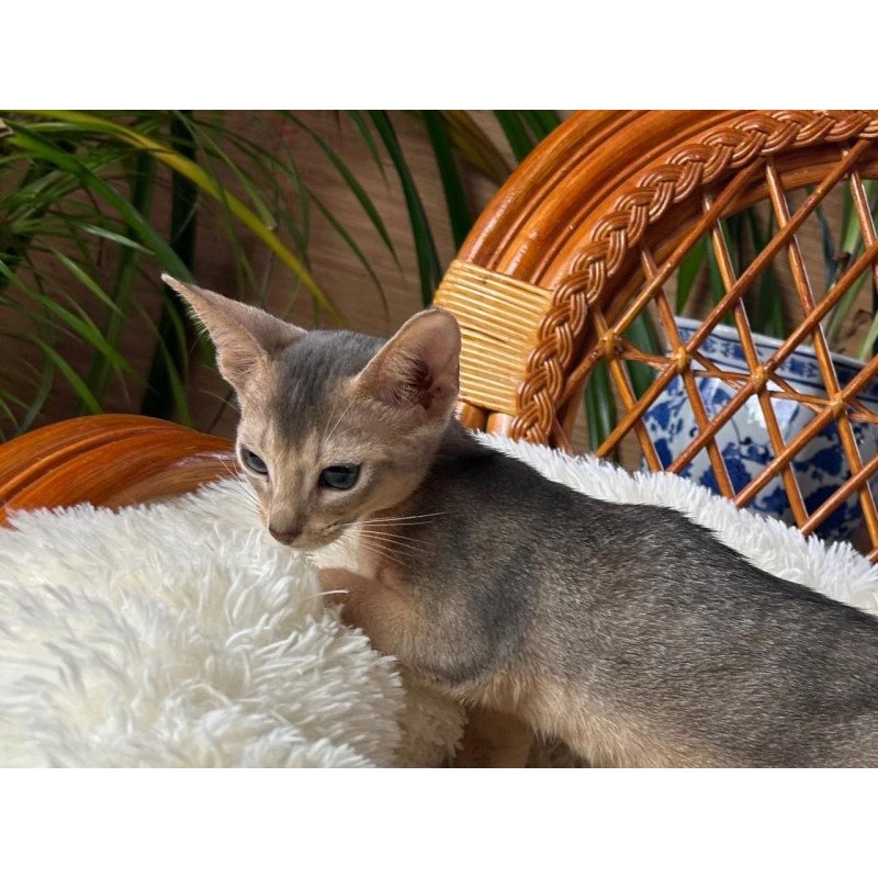 Abyssinian A Valentin