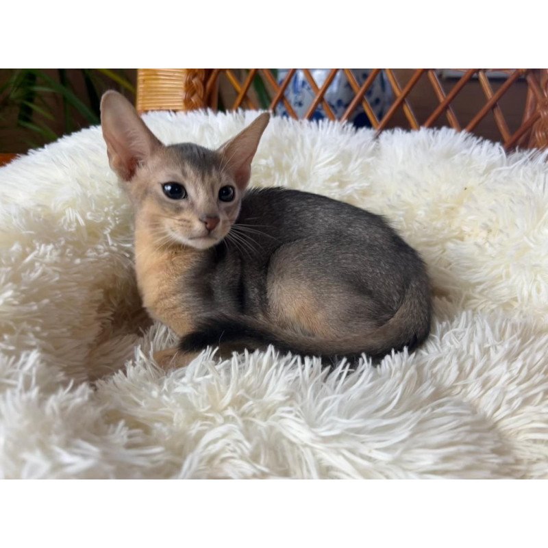 Abyssinian A Valentin
