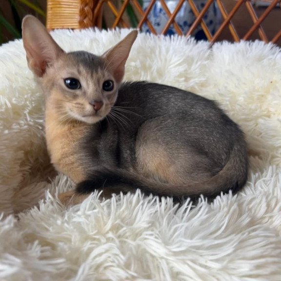 Abyssinian A Valentin