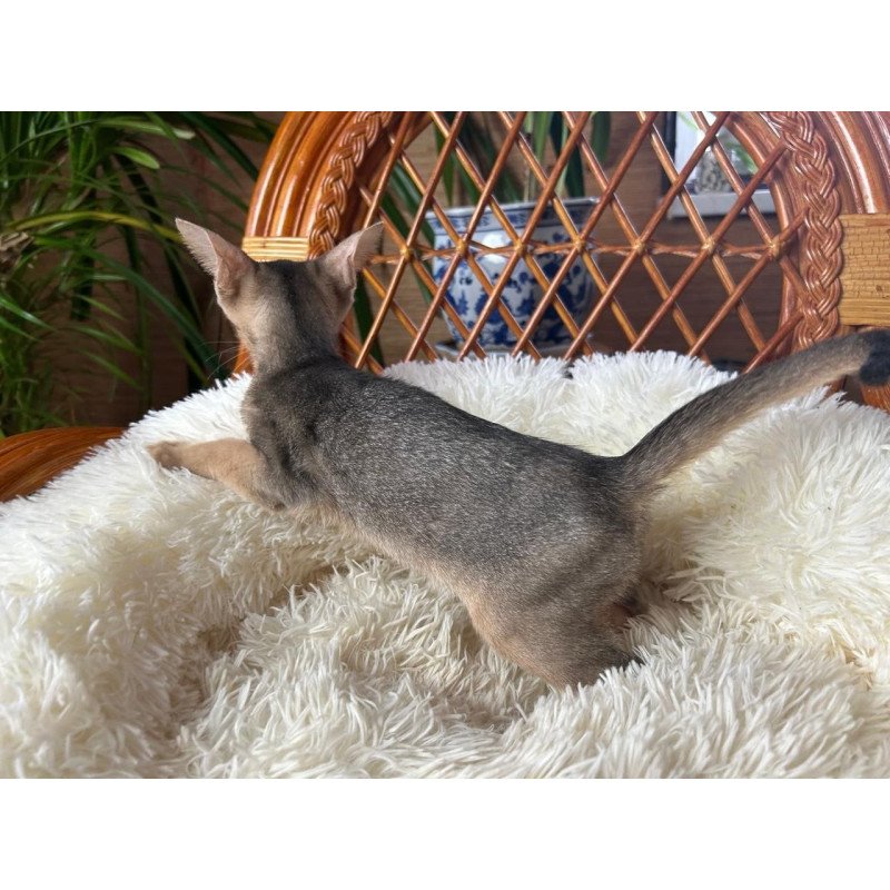 Abyssinian A Valentin