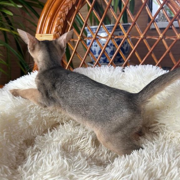 Abyssinian A Valentin