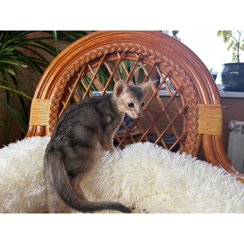 Abyssinian A Valentin