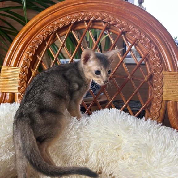 Abyssinian A Valentin