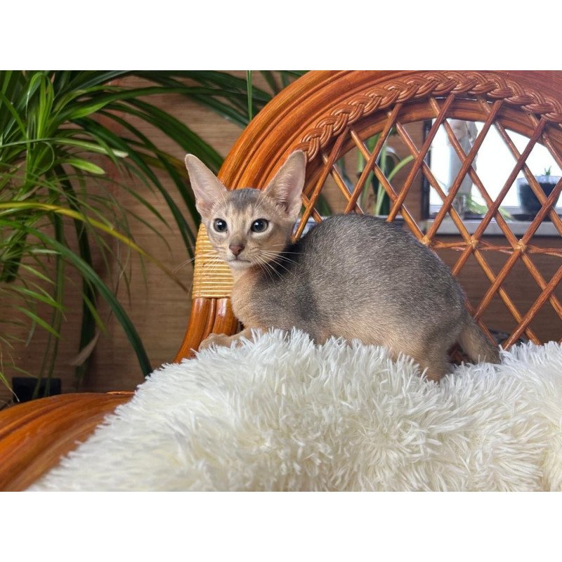 Abyssinian A Valentin