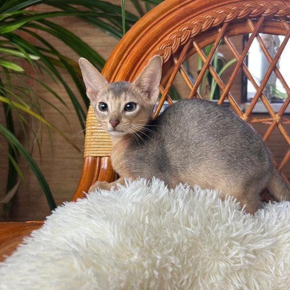 Abyssinian A Valentin