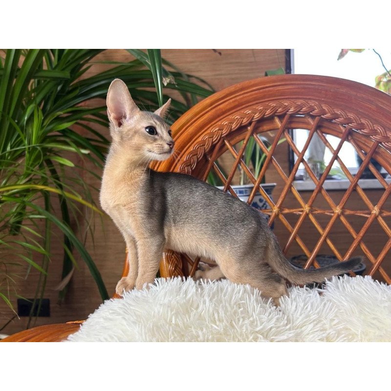 Abyssinian A Valentin
