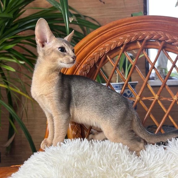 Abyssinian A Valentin