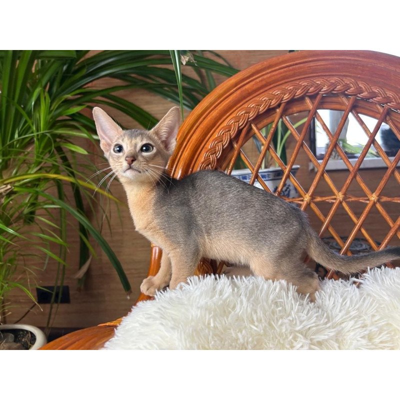 Abyssinian A Valentin