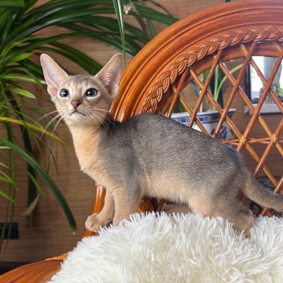 Abyssinian A Valentin