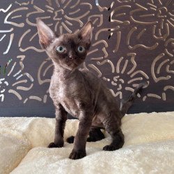 Devon Rex A Mirra