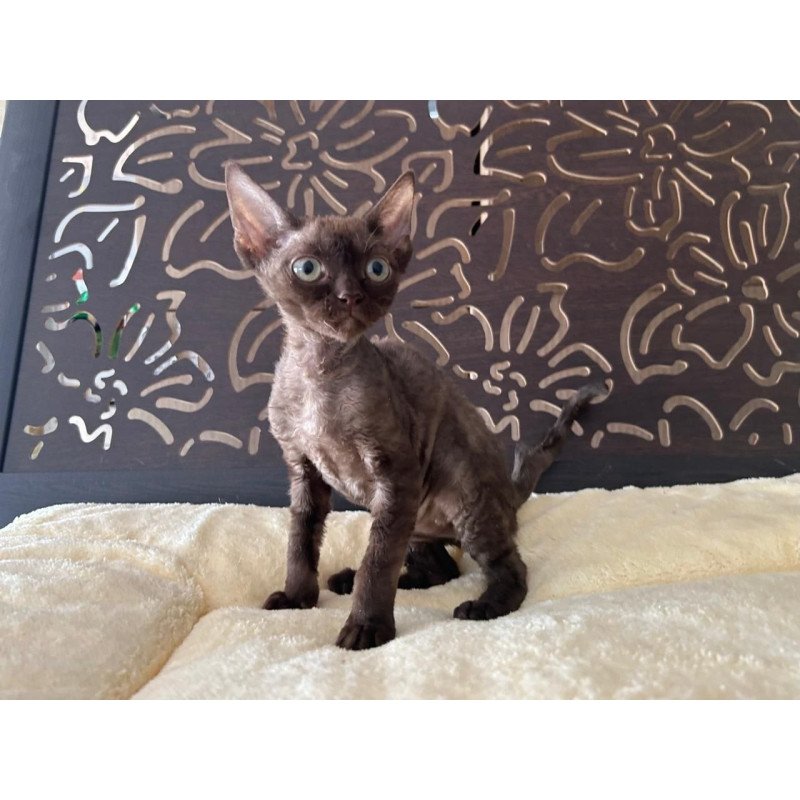 Devon Rex A Mirra