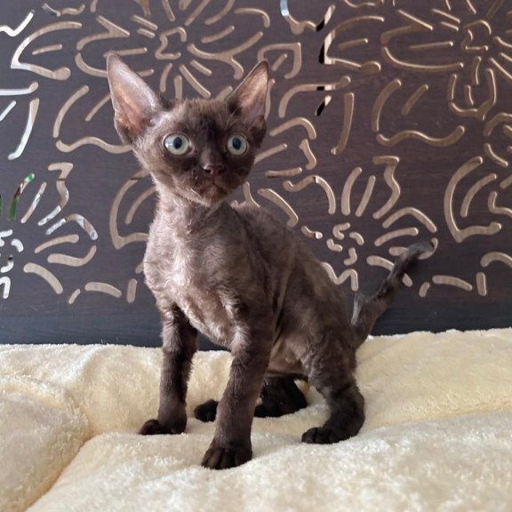Devon Rex A Mirra