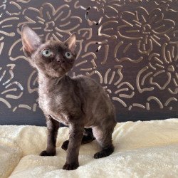 Devon Rex A Mirra