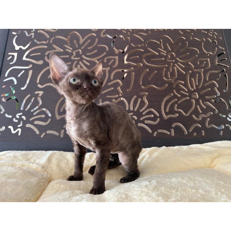 Devon Rex A Mirra