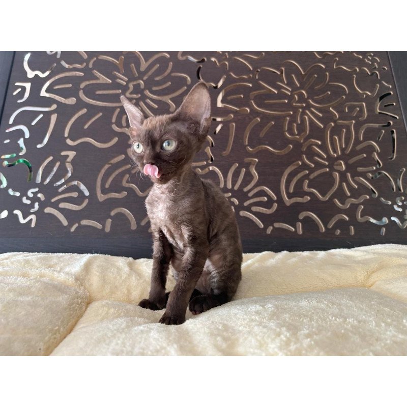 Devon Rex A Mirra