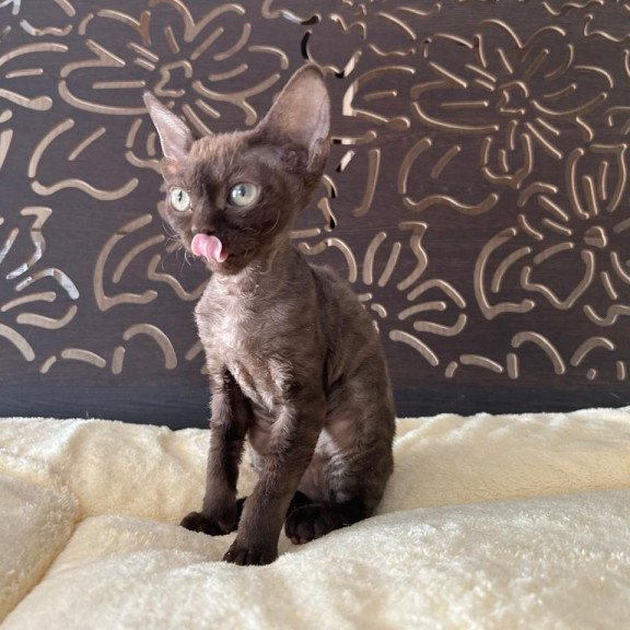 Devon Rex A Mirra