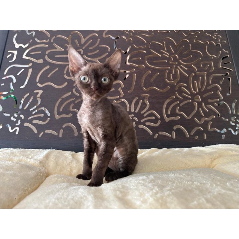 Devon Rex A Mirra
