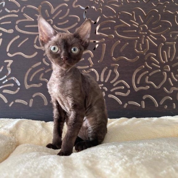 Devon Rex A Mirra