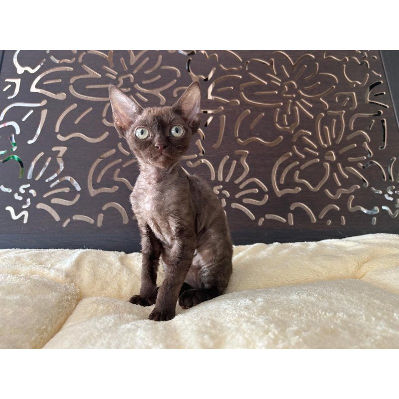 Devon Rex A Mirra