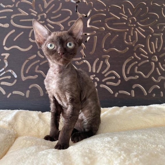 Devon Rex A Mirra