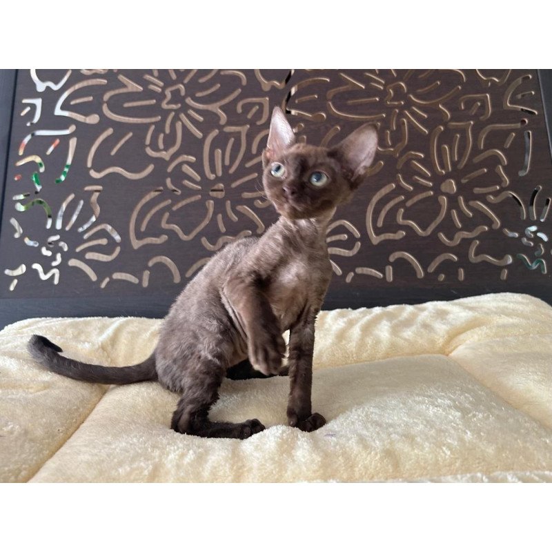 Devon Rex A Mirra