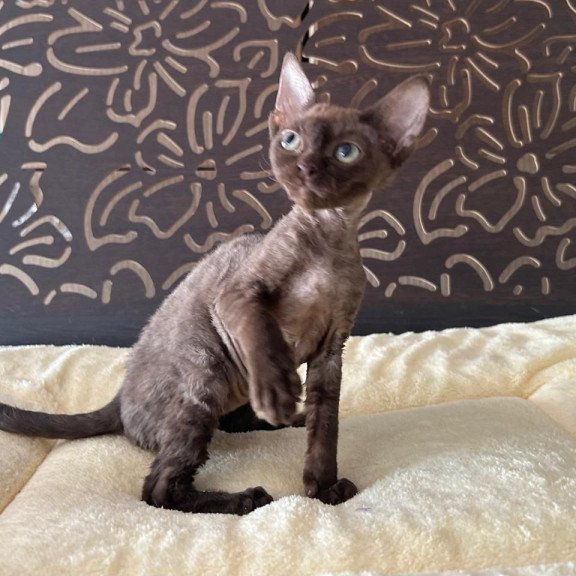 Devon Rex A Mirra
