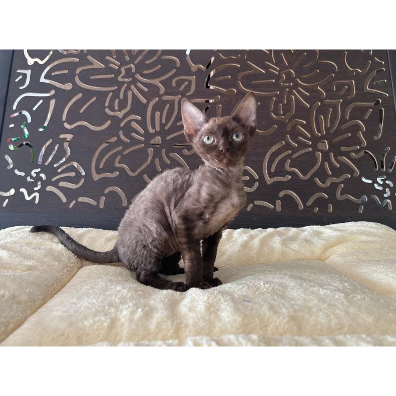 Devon Rex A Mirra