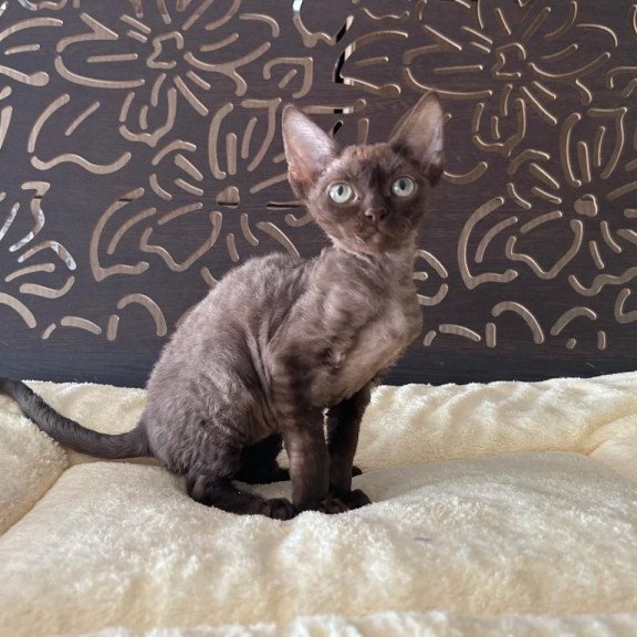 Devon Rex A Mirra