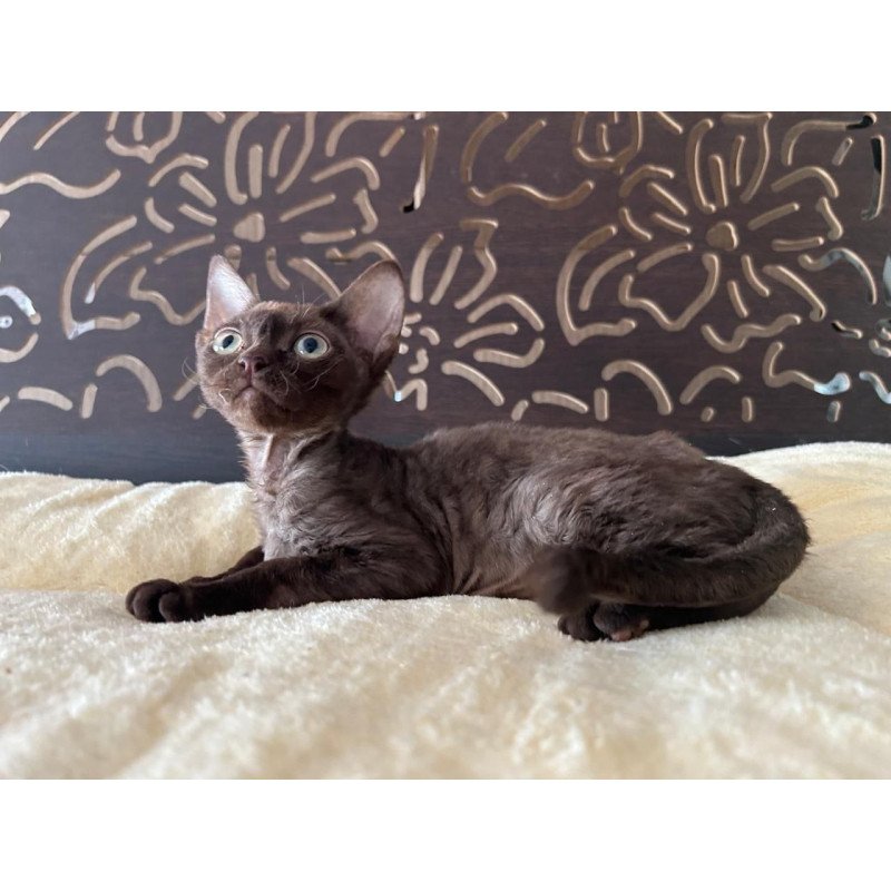Devon Rex A Mirra