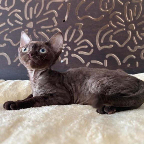 Devon Rex A Mirra