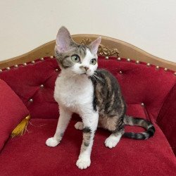 Devon Rex A Dafnia