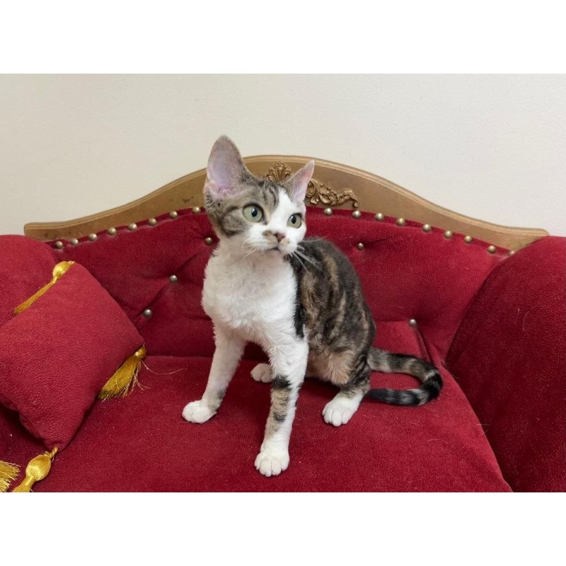 Devon Rex A Dafnia