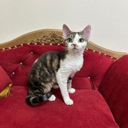 Devon Rex A Dafnia
