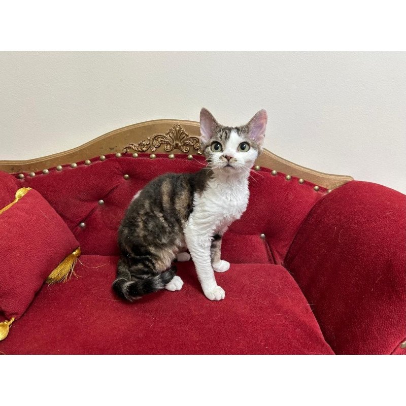 Devon Rex A Dafnia