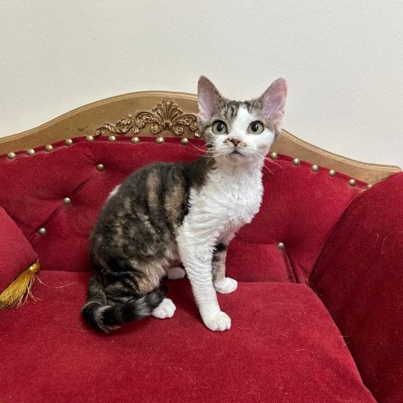 Devon Rex A Dafnia