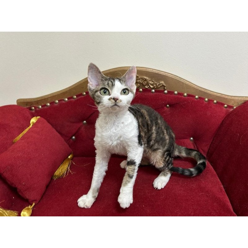 Devon Rex A Dafnia