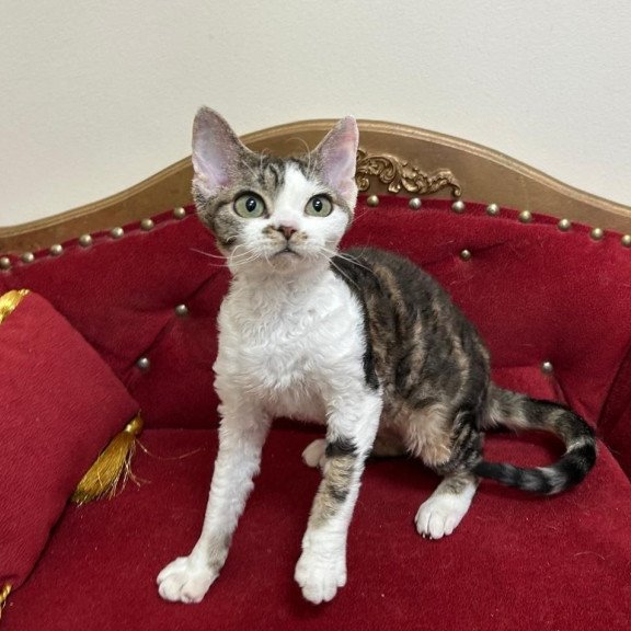 Devon Rex A Dafnia